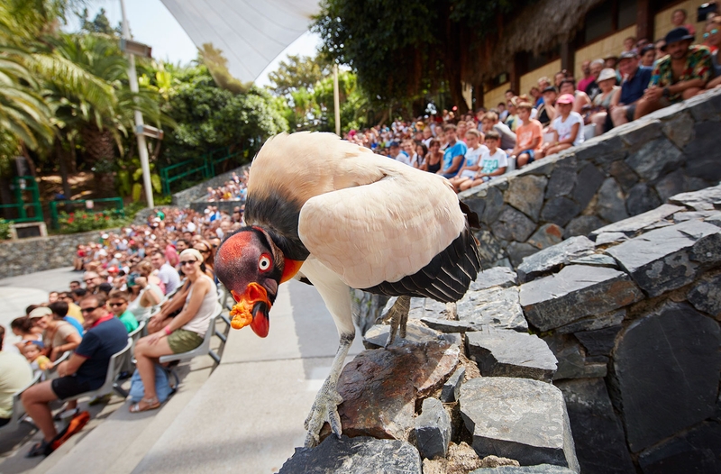 aves del paraiso